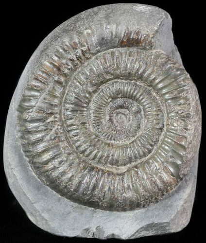 Dactylioceras Ammonite Stand Up - England #46563